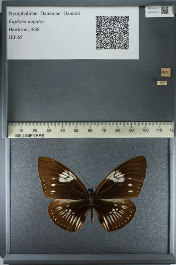 Media type: image;   Entomology 181571